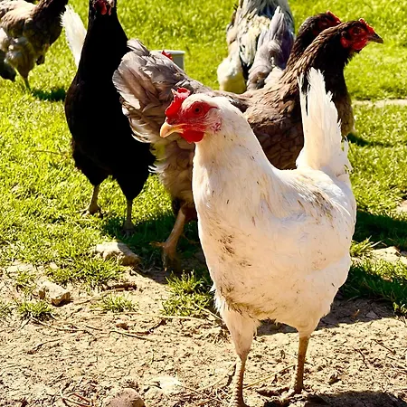 Casale Rotoloni Agroturismo Protte
