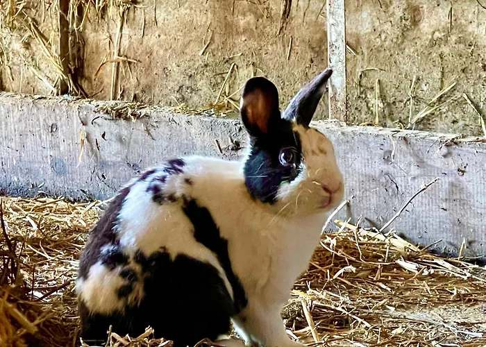 ファームステイ Casale Rotoloni *